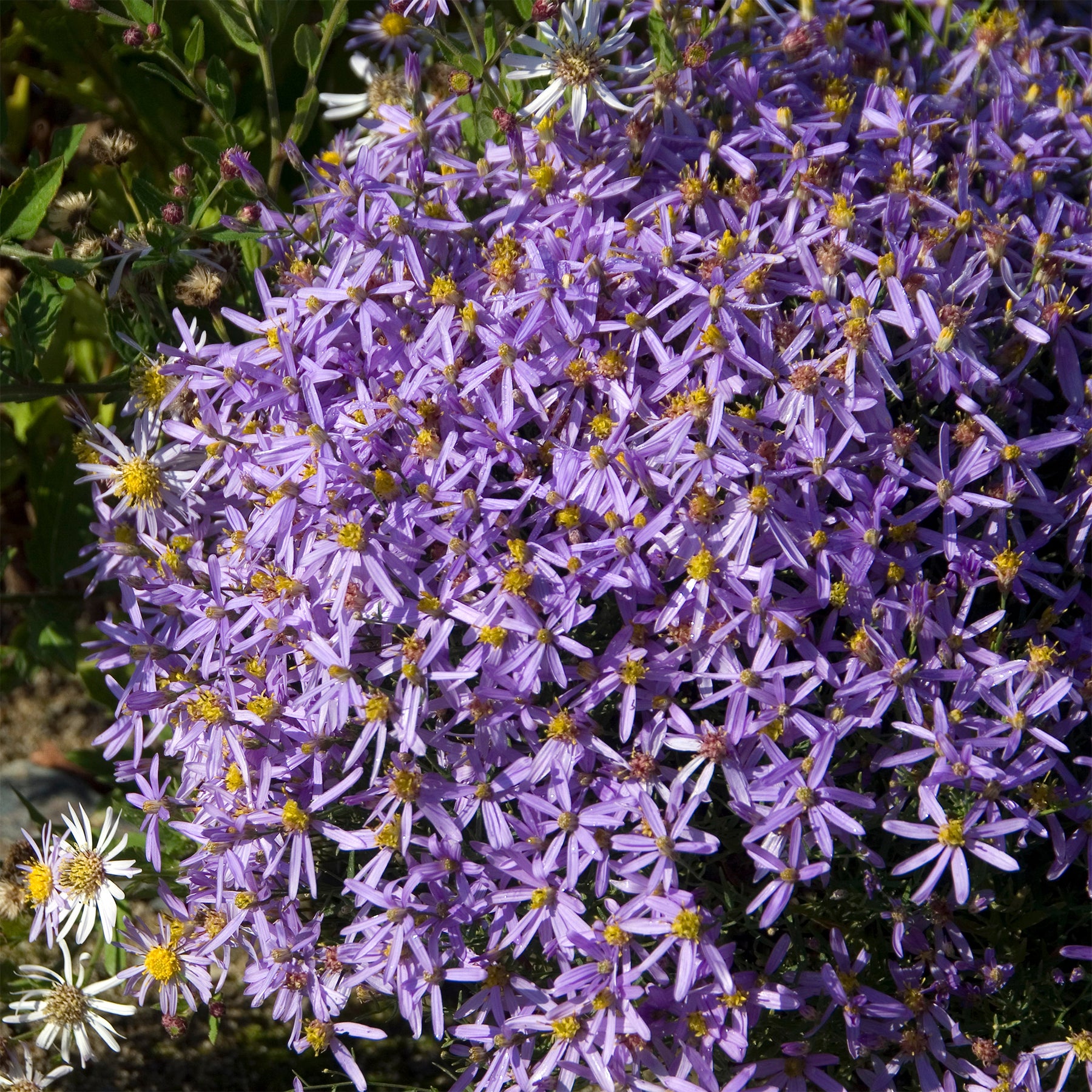 Niedrige Garten-Aster 'Nanus'