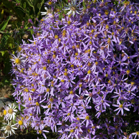 Niedrige Garten-Aster 'Nanus'