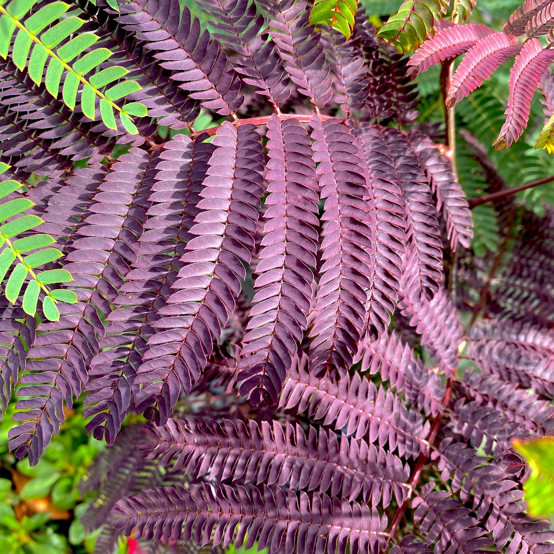 Seidenbaum Summer Chocolate®. - Willemse