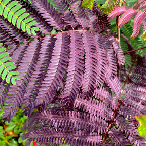 Seidenbaum Summer Chocolate®. - Willemse