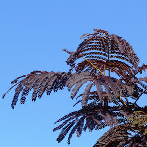 Seidenbaum Summer Chocolate®. - Albizia julibrissin Summer Chocolate® - Willemse
