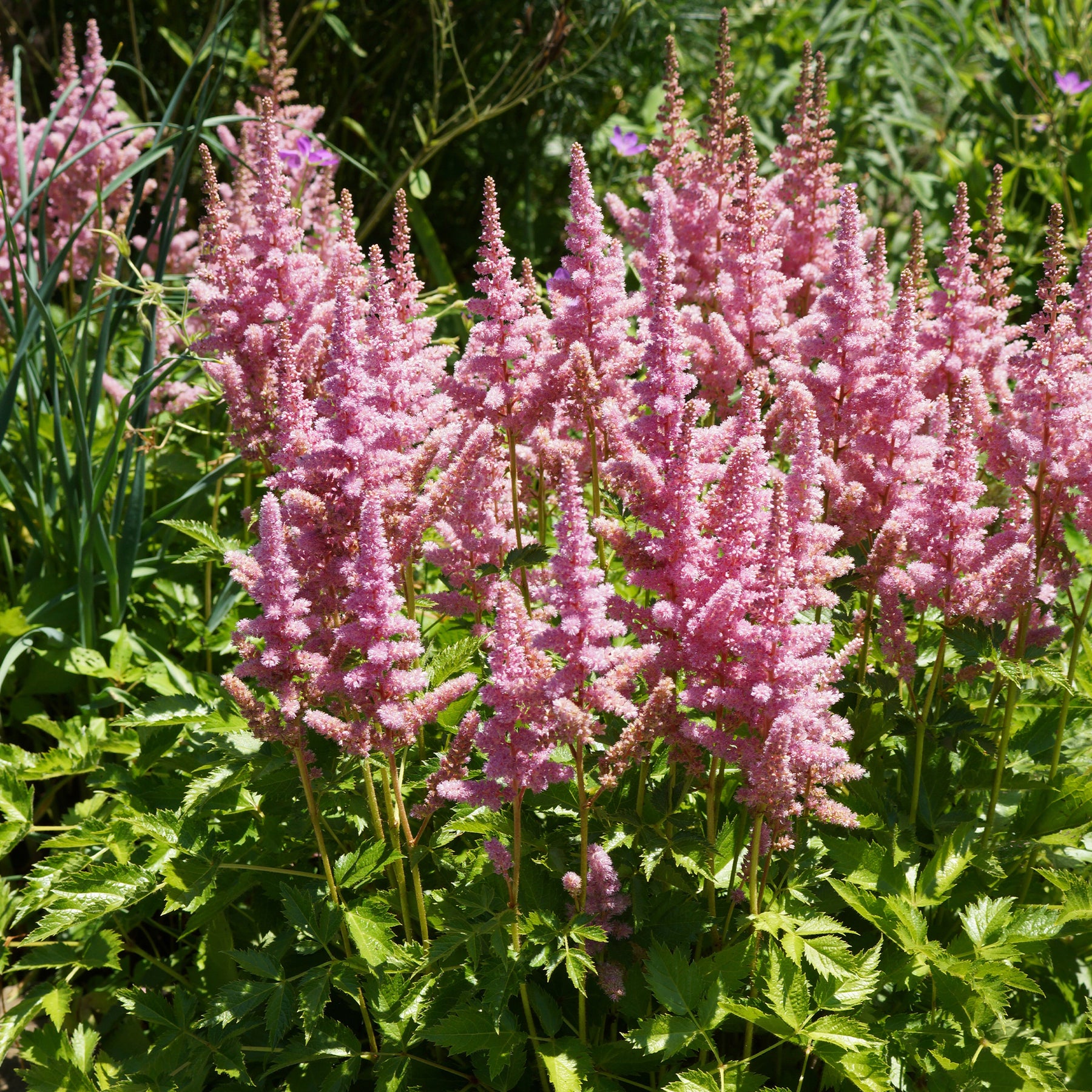 Astilbe Little Vision in Pink ® - Prachtspiere ‘Little Vision in Pink’® - Astilbe - Prachtspiere