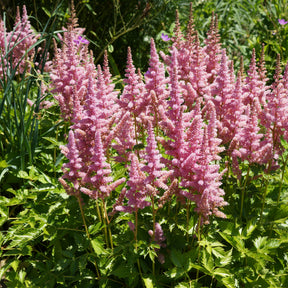 Astilbe Little Vision in Pink ® - Prachtspiere ‘Little Vision in Pink’® - Astilbe - Prachtspiere