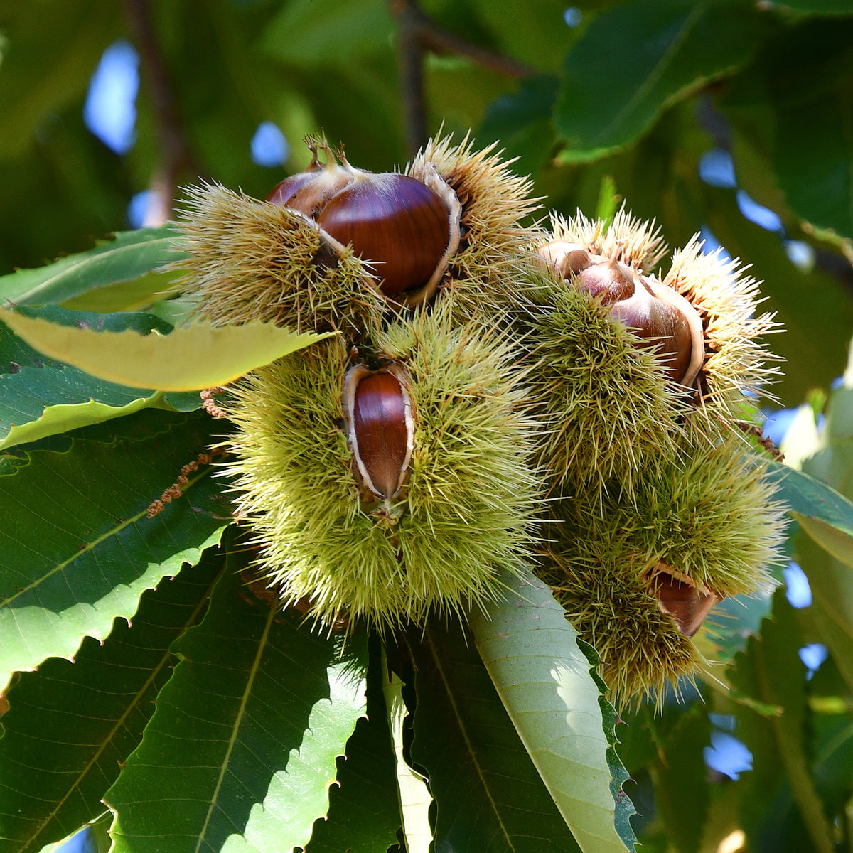 Esskastanie 'Bouche de Betizac' - Willemse