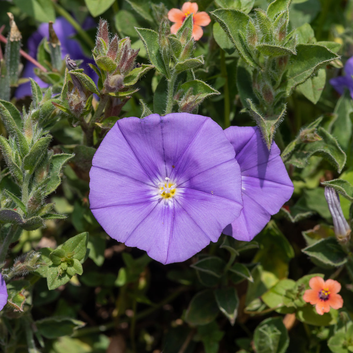 Kriechende Winde - Convolvulus sabatius Compacta - Willemse