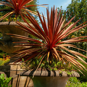 Keulenlilie 'Red Star' - Willemse