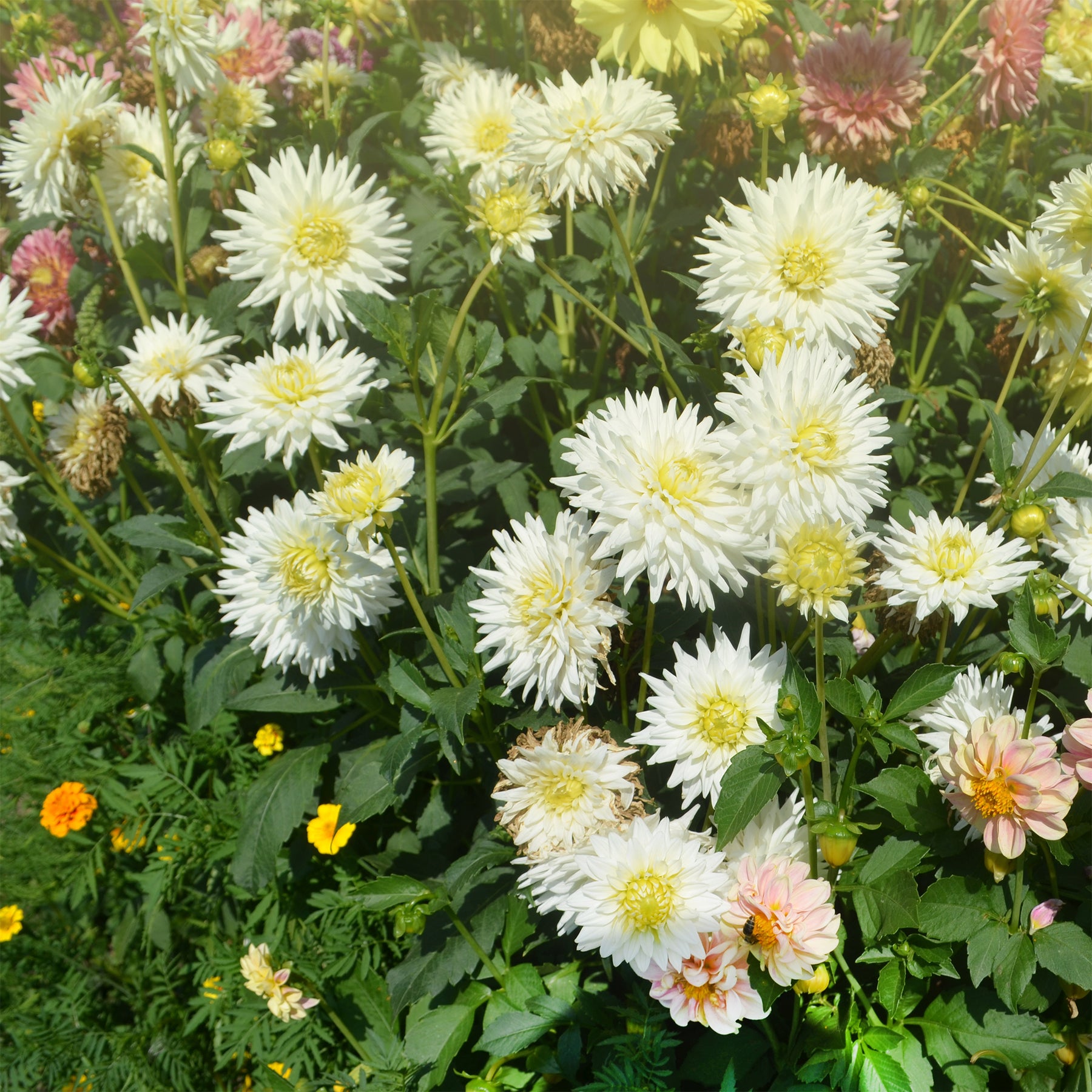 Kaktus-Dahlie My Love - Dahlia My Love - Willemse
