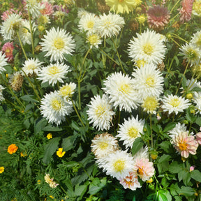 Kaktus-Dahlie My Love - Dahlia My Love - Willemse