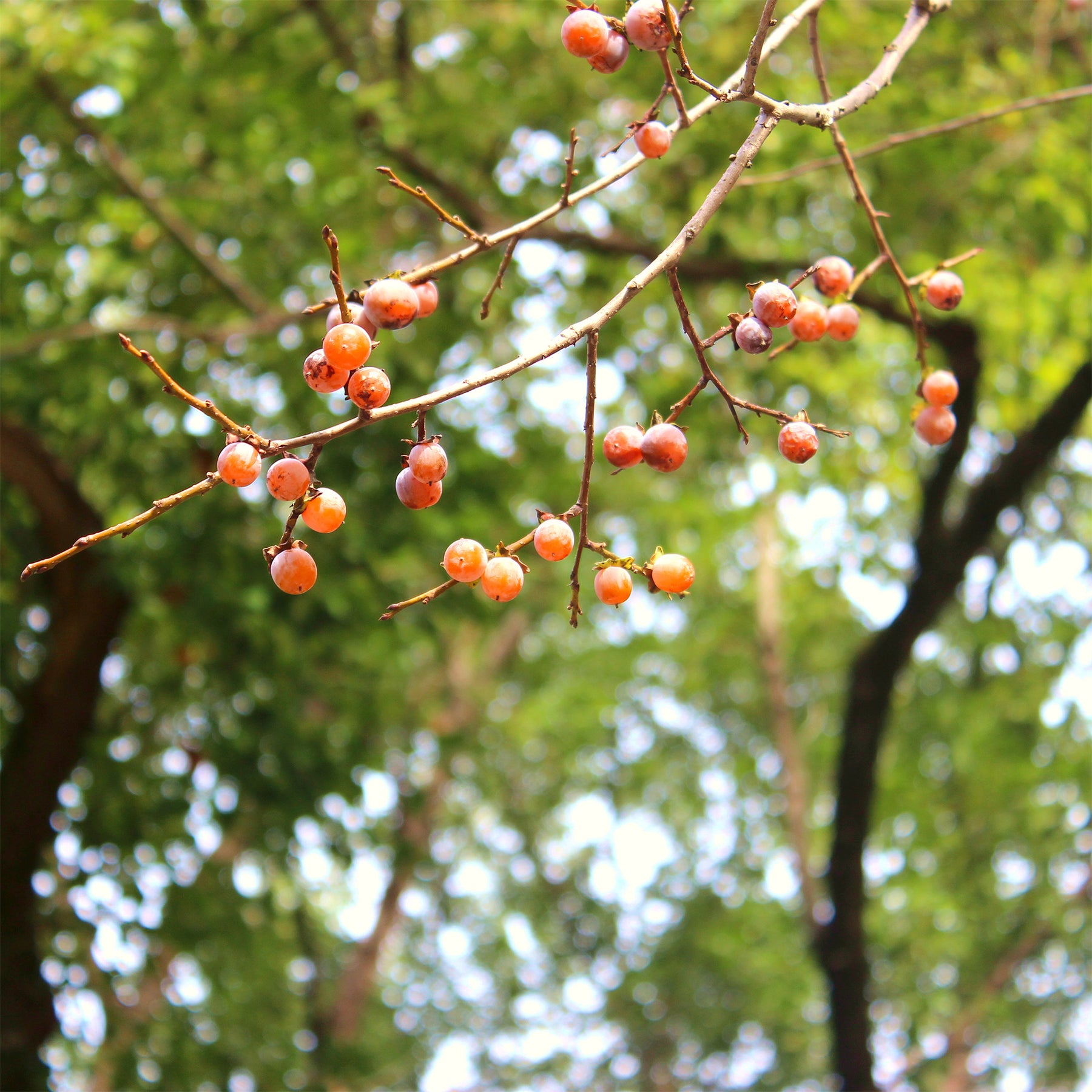 Lotuspflaume - Willemse