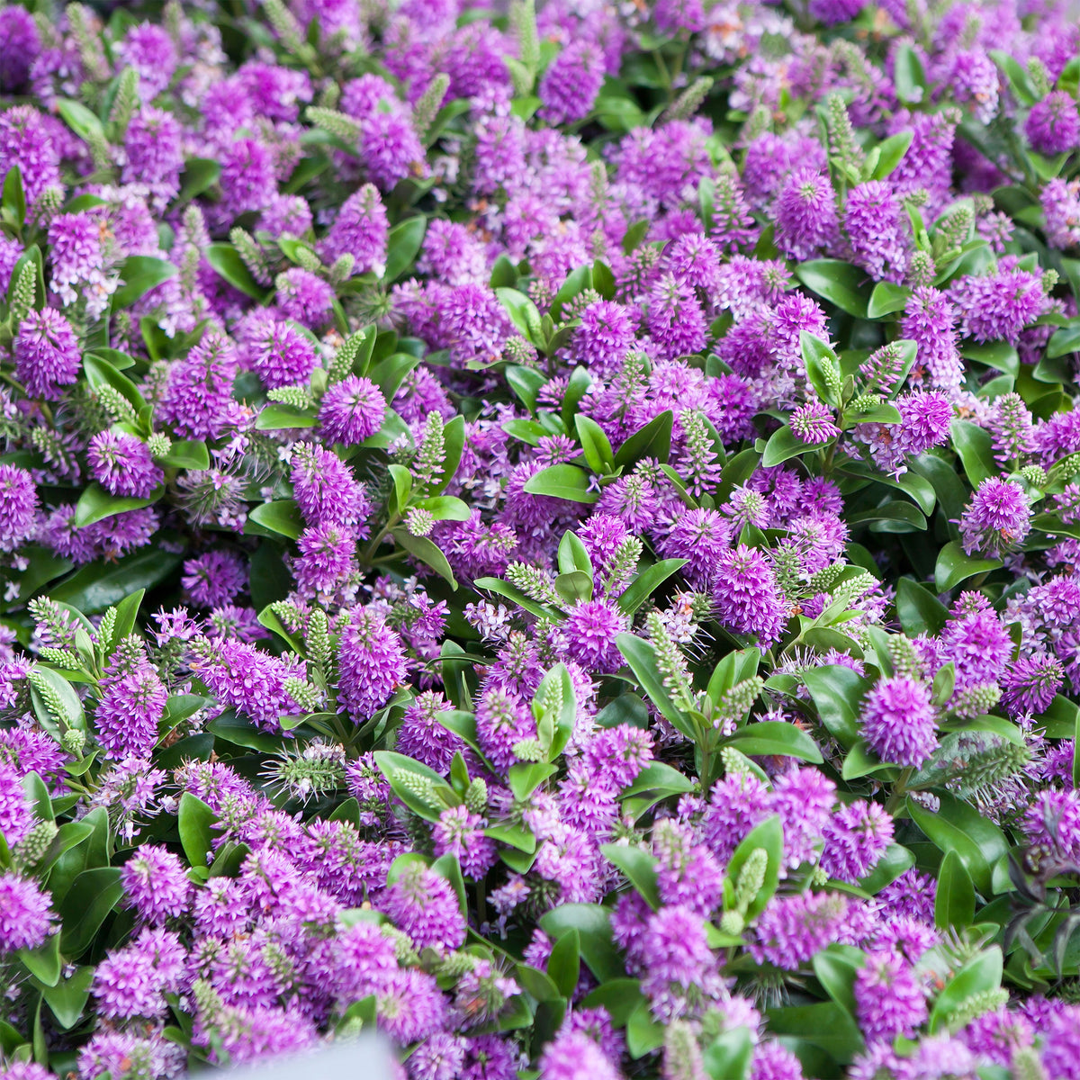 Strauchveronika 'Blue Gem' - Willemse