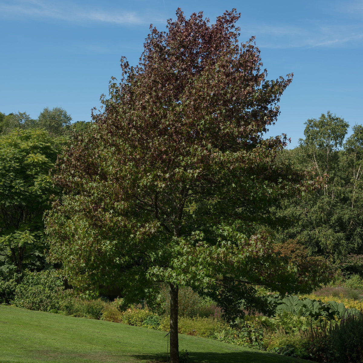 Amberbaum 'Worplesdon' - Liquidambar styraciflua Worplesdon - Willemse