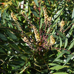 Mahonie 'Narihira' - Mahonia confusa Narihira - Willemse