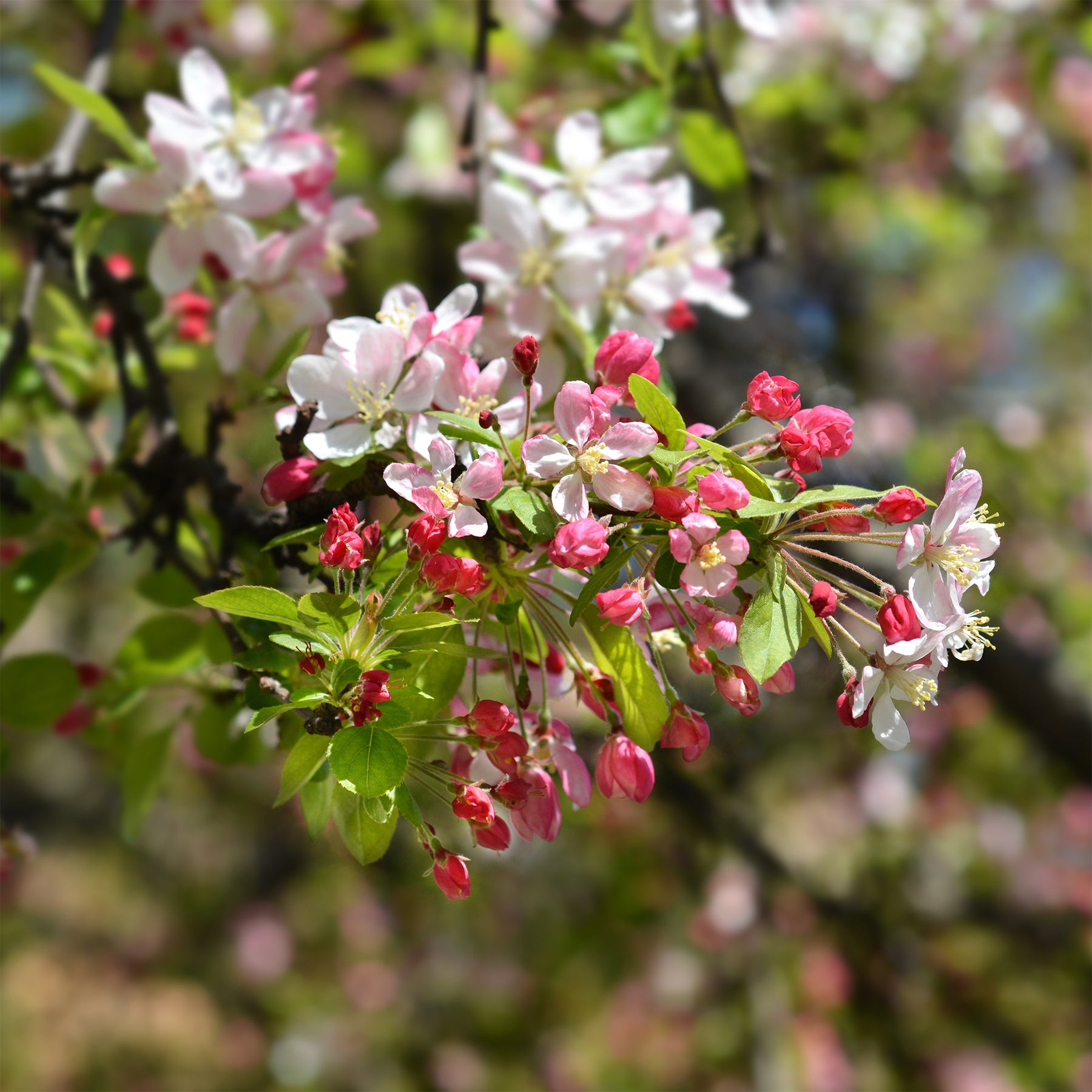 Japanischer Zierapfel - Malus floribunda - Willemse