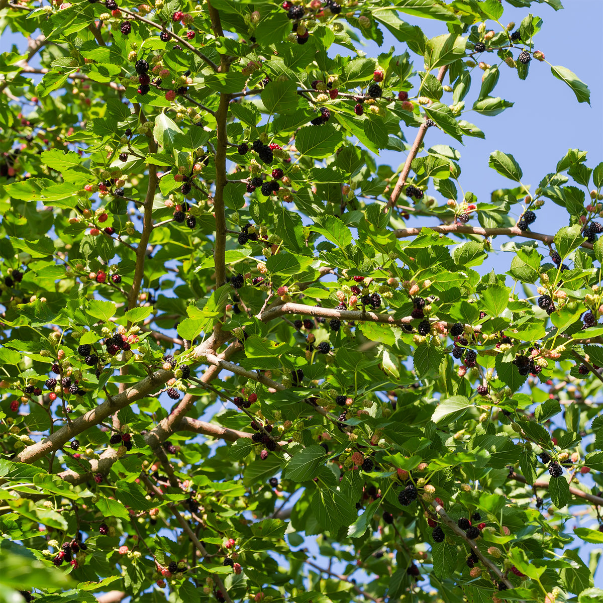 Schwarze Maulbeere - Morus nigra - Willemse