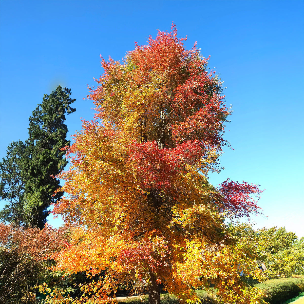 Tupelobaum - Willemse