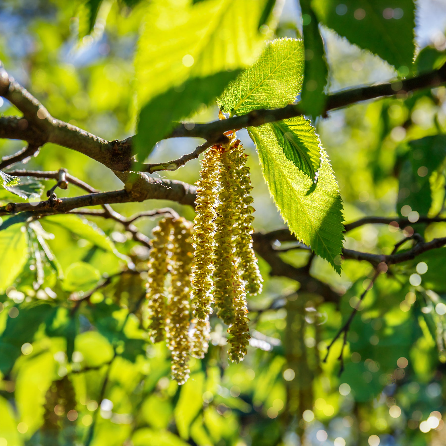 Europäische Hopfenbuche - Ostrya carpinifolia - Willemse