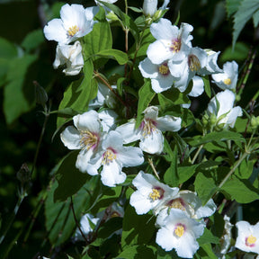 Gartenjasmin 'Belle Etoile' - Willemse