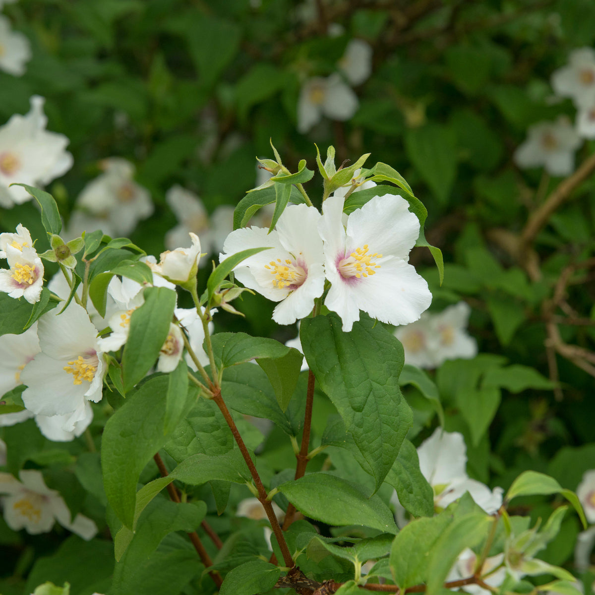 Gartenjasmin 'Belle Etoile' - Philadelphus Belle Etoile - Willemse