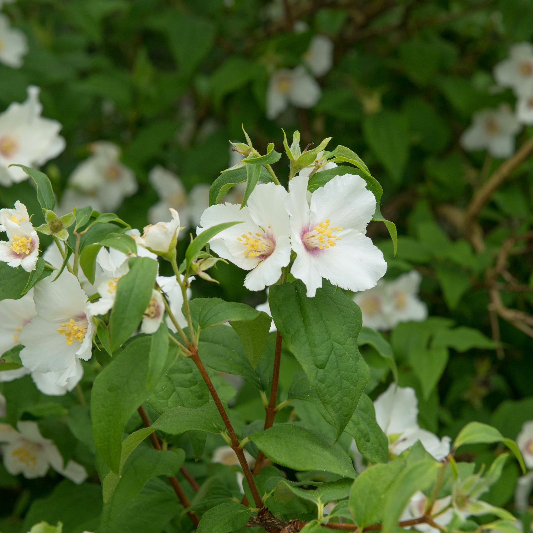 Gartenjasmin 'Belle Etoile' - Philadelphus Belle Etoile - Willemse