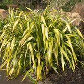 Neuseeländischer Flachs ‘Yellow Wave’ - Phormium Yellow Wave - Willemse