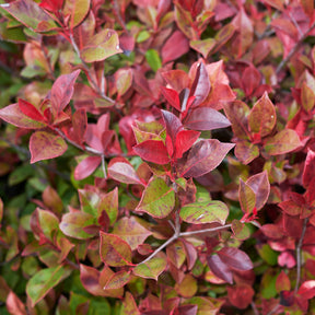 Glanzmispel 'Little Red Robin' - Willemse