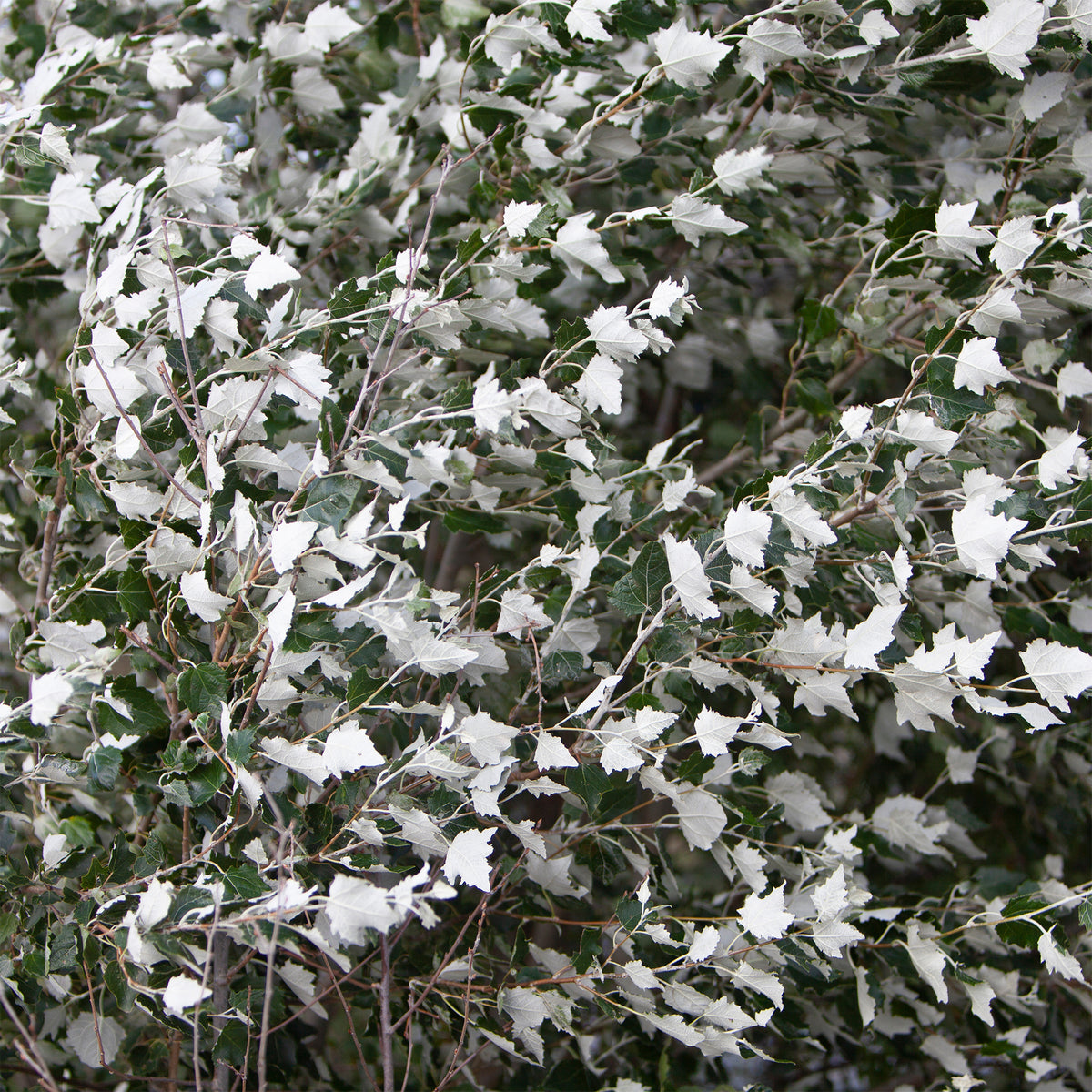 Silberpappel - Willemse