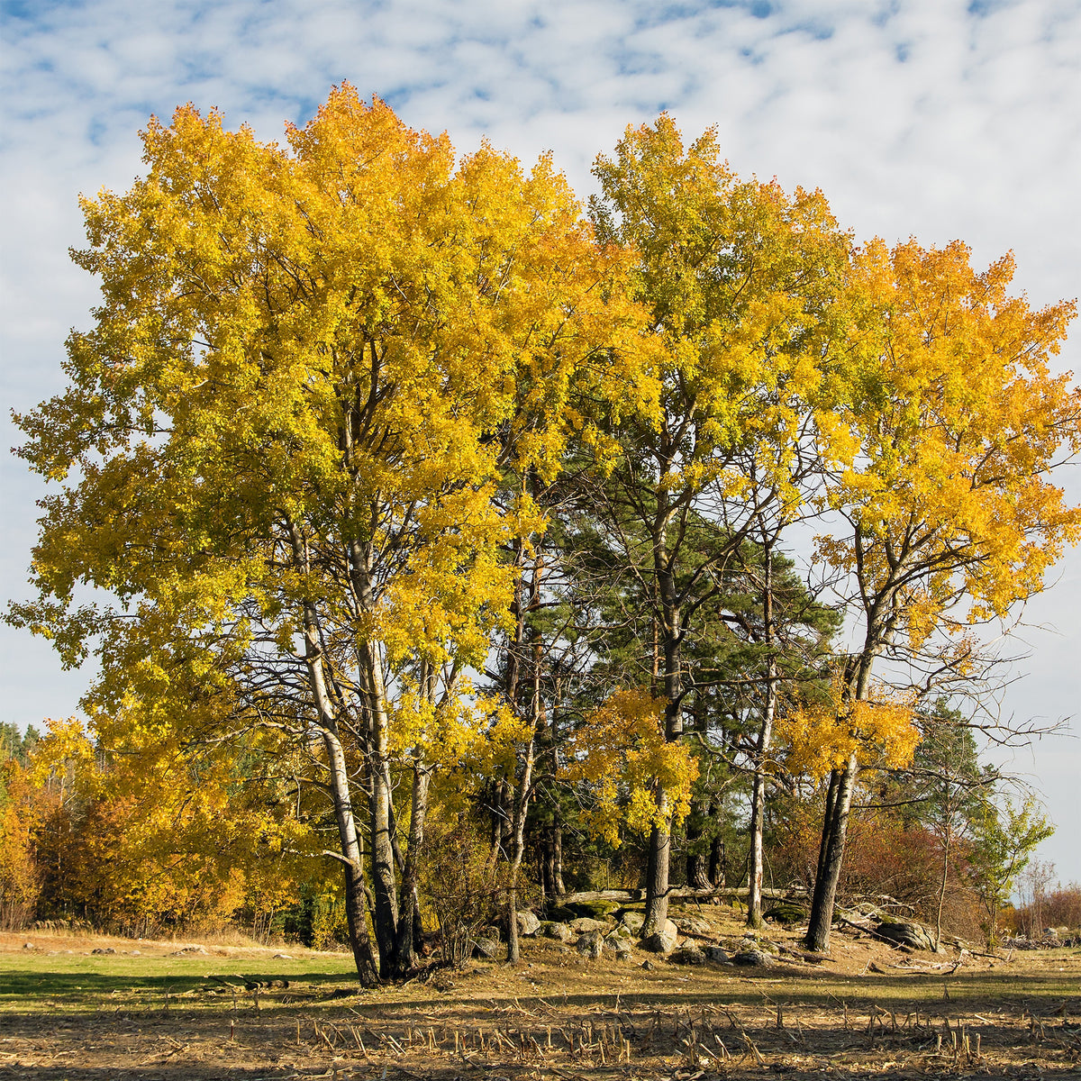 Populus tremula - Zitterpappel - Pappel