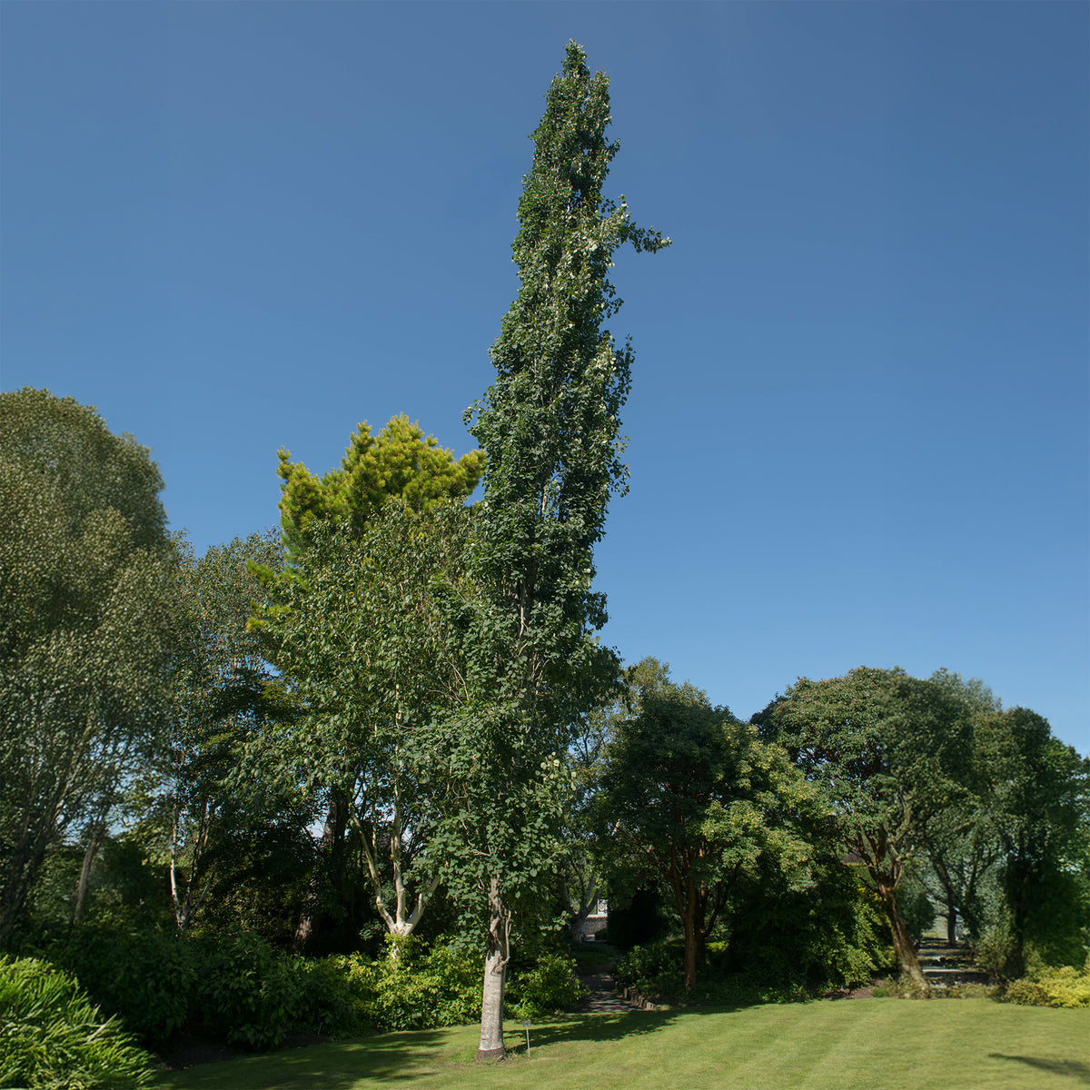 Säulen-Zitterpappel - Willemse