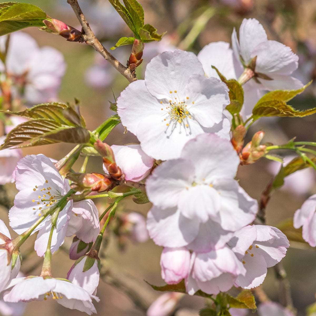 Zierkirsche ‘Sunset Boulevard’ - Prunus serrulata Sunset Boulevard - Willemse