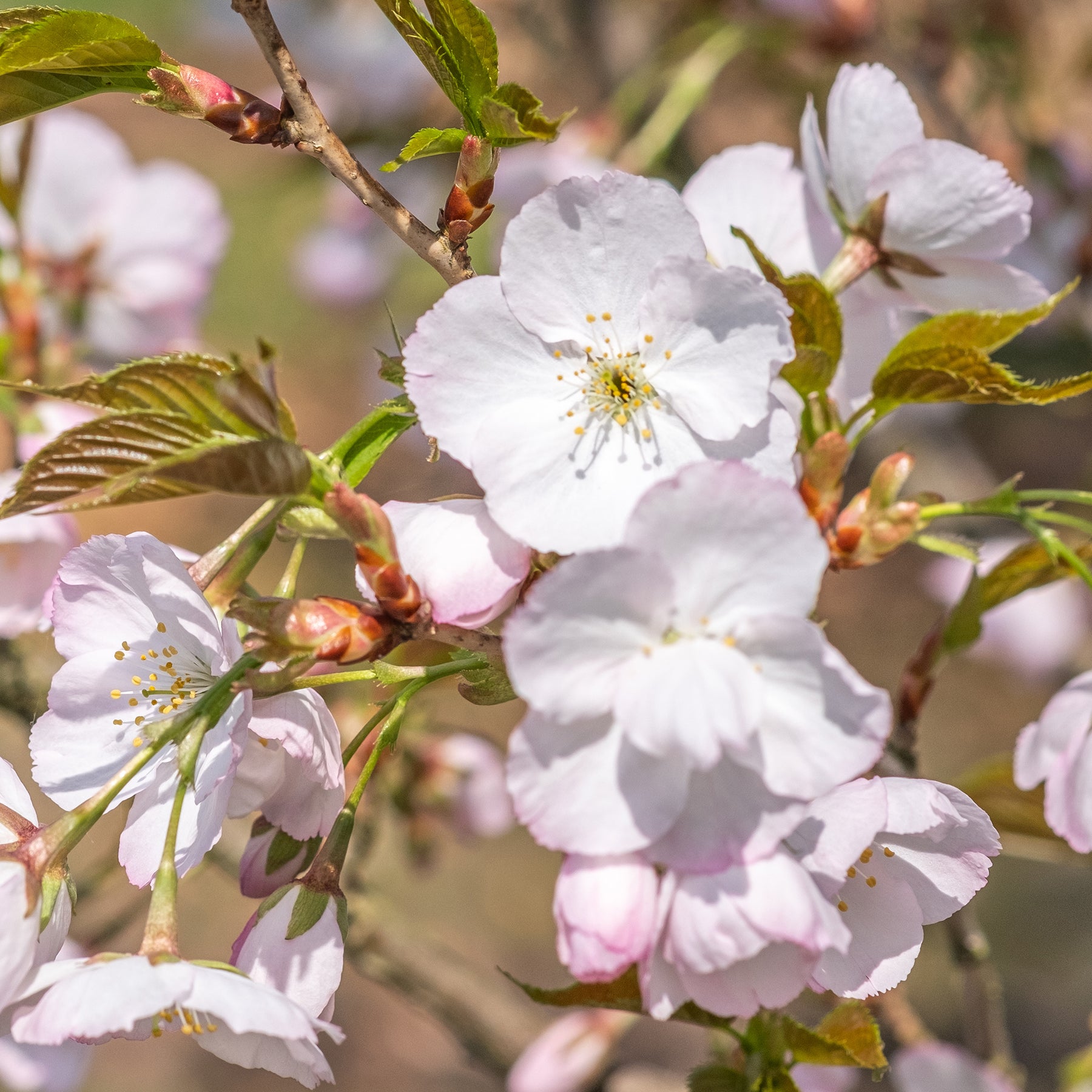 Zierkirsche ‘Sunset Boulevard’ - Prunus serrulata Sunset Boulevard - Willemse
