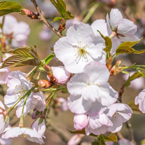 Zierkirsche ‘Sunset Boulevard’ - Prunus serrulata Sunset Boulevard - Willemse