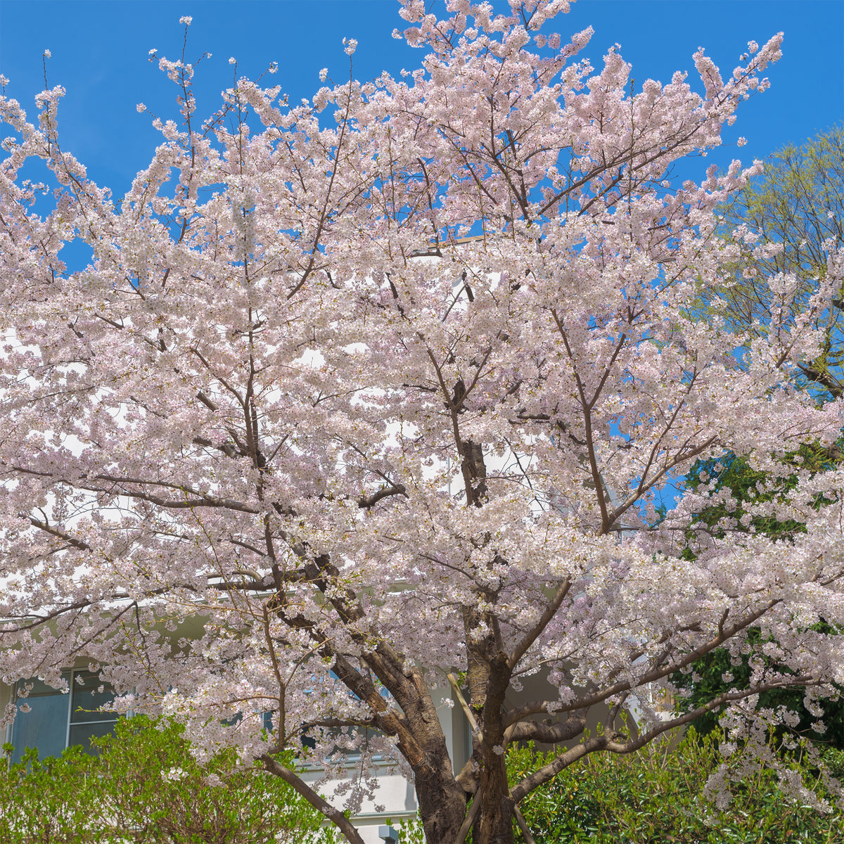 Yoshino-Kirsche - Prunus x yedoensis - Willemse