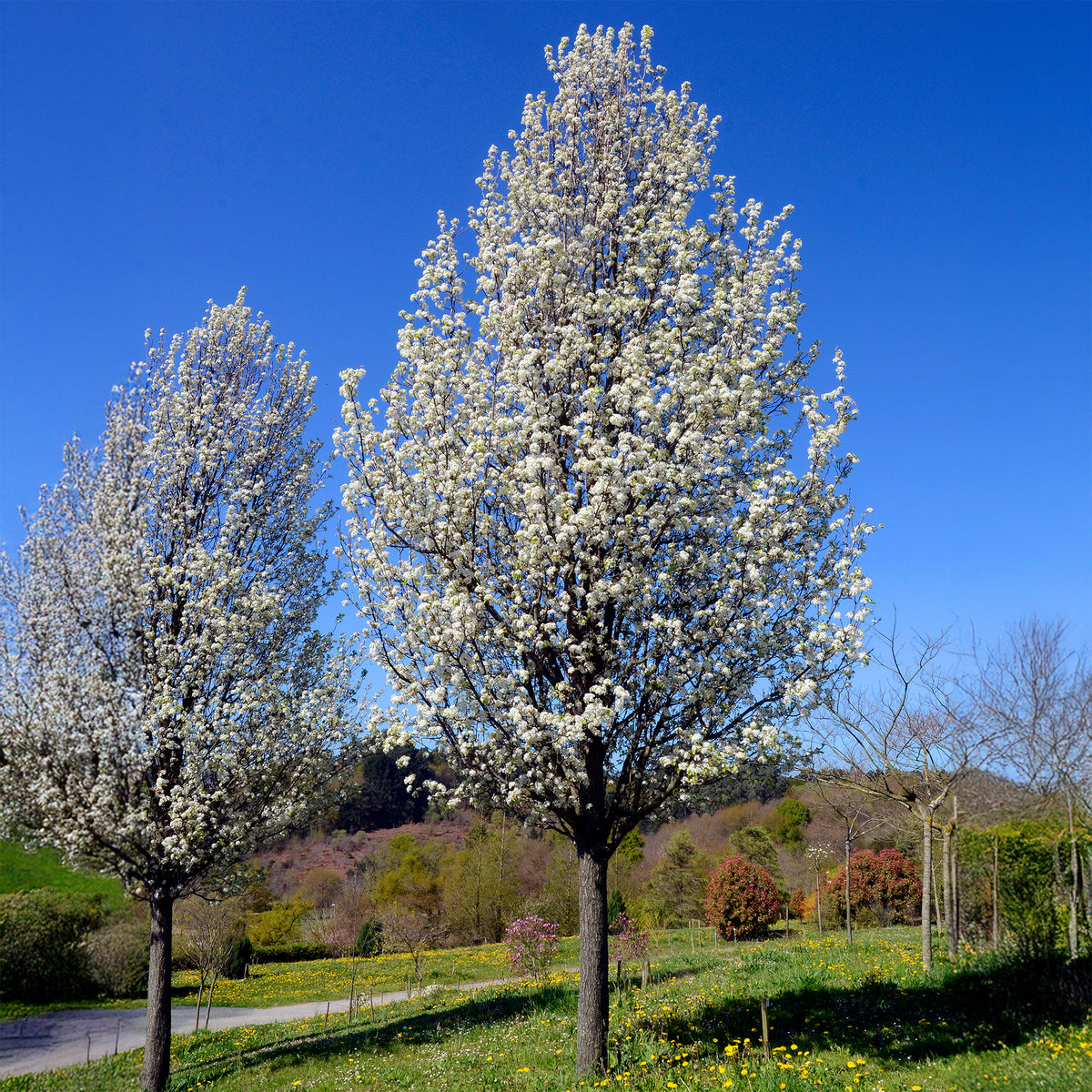 Stadtbirne 'Chanticleer' - Pyrus calleryana Chanticleer - Willemse