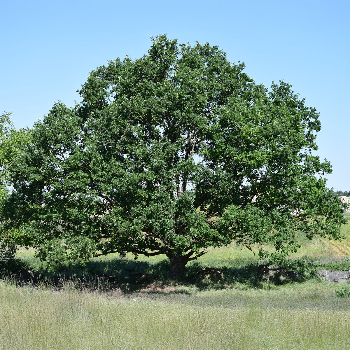 Traubeneiche - Quercus petraea - Willemse