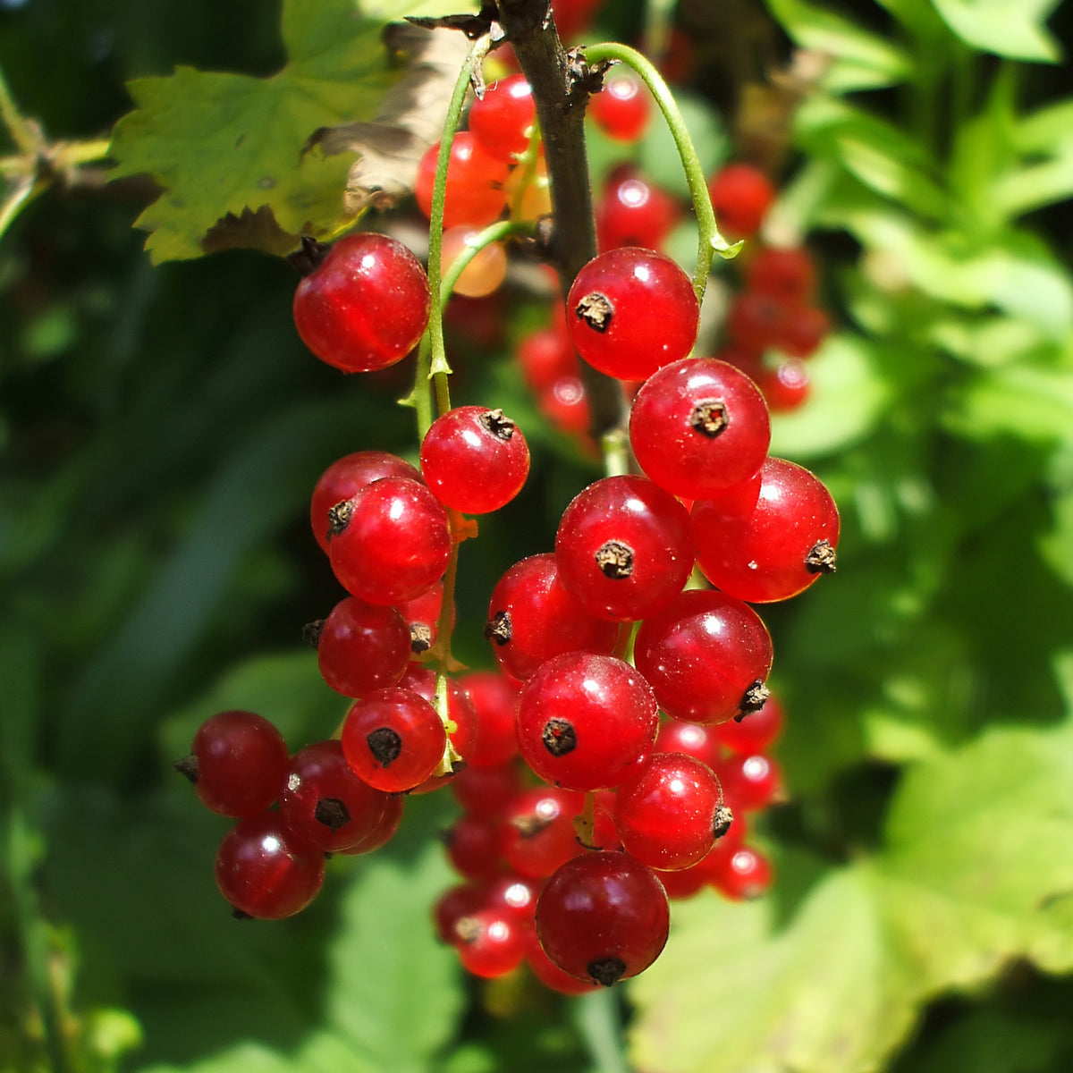 Rote Johannisbeere 'Versaillaise Rouge' - Ribes rubrum Versaillaise Rouge - Willemse