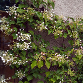 Schizophragma anomala petiolaris Brookside Little Leaf - Kletterhortensie ‘Brookside Little Leaf’ - Kletterhortensie