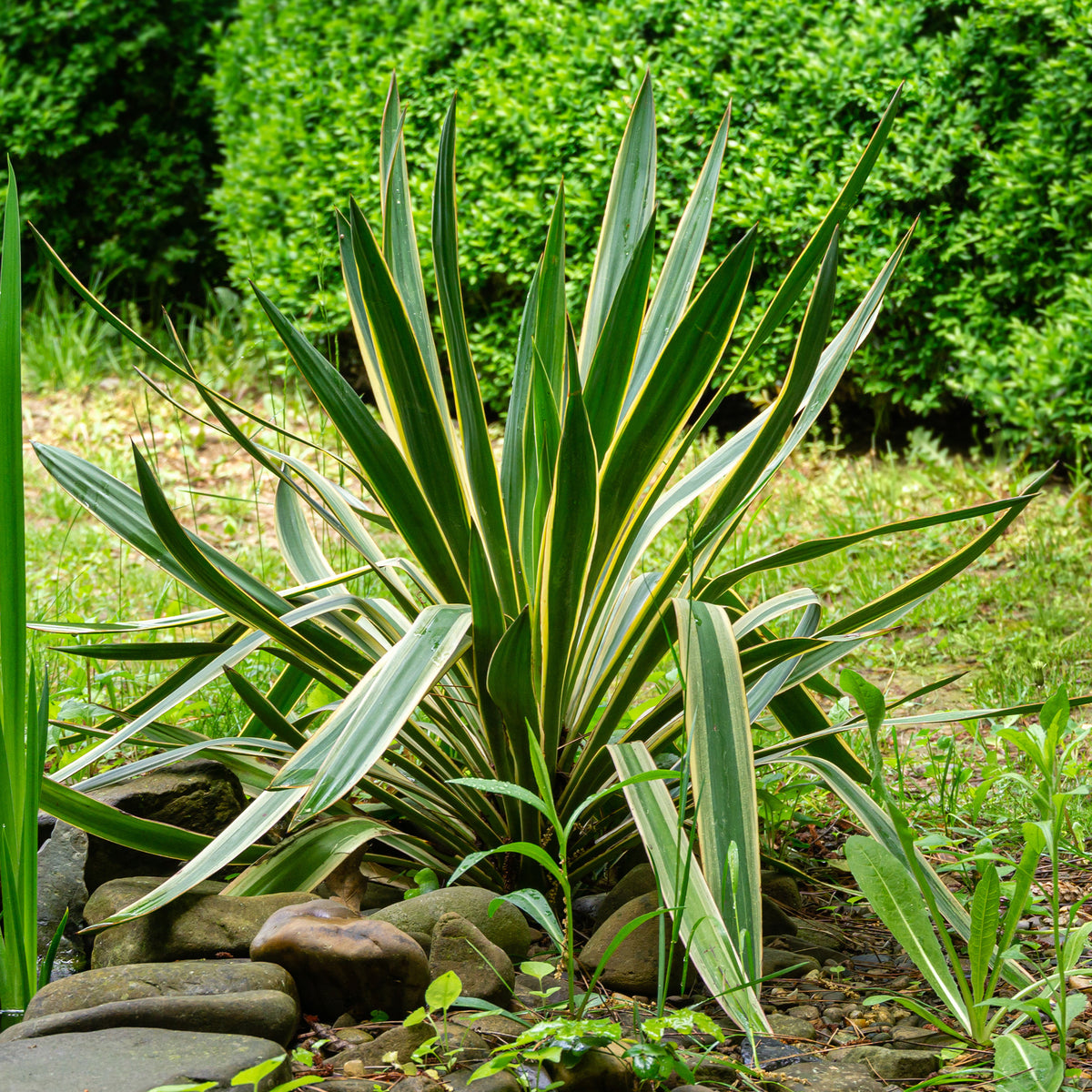 Blaue Kerzenpalmlilie - Yucca gloriosa Variegata - Willemse
