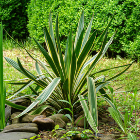 Kerzen-Palmlilie ‘Variegata’ - Yucca gloriosa Variegata - Willemse