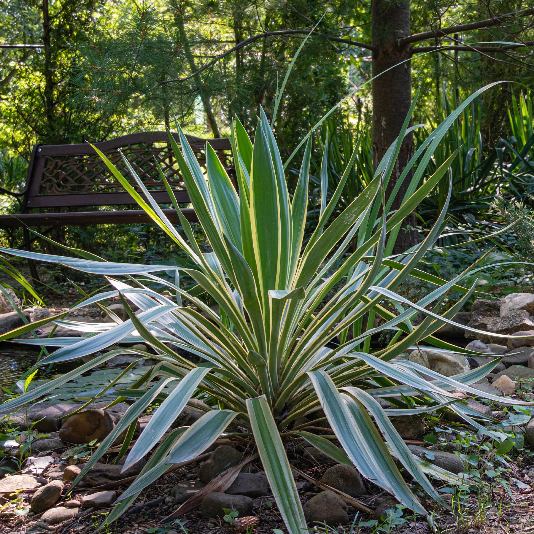 Kerzen-Palmlilie ‘Variegata’ - Willemse