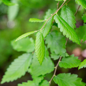 Japanische Zelkove - Zelkova serrata - Willemse