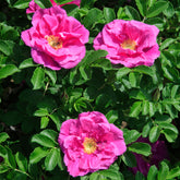 Rosen - Apfelrose 'Wild Edric' - Rosa Wild Edric