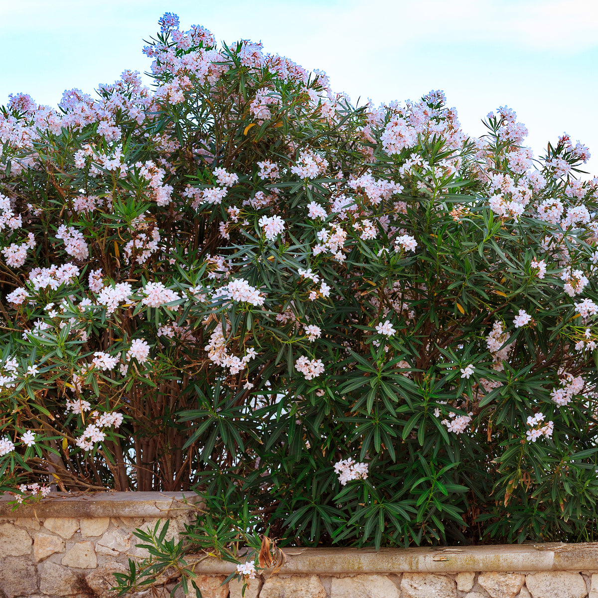 Oleander Harriet Newding - Nerium oleander Harriet Newding - Willemse