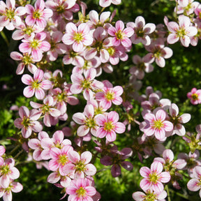 Polster-Steinbrech ‘Touran Neon Rose’ - Willemse