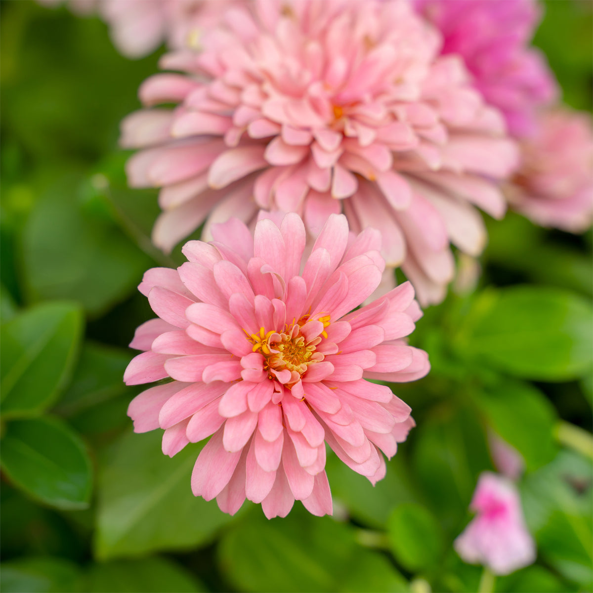 rosa Zinnie - Zinnia pink - Willemse
