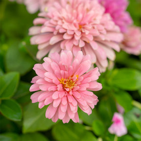 rosa Zinnie - Zinnia pink - Willemse