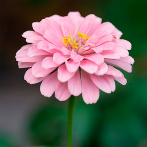 rosa Zinnie - Willemse