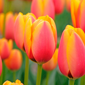 8 Darwin-Tulpen Lalibela Lachs