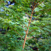 Fächerahorn 'Bi-hoo' - Acer palmatum Bi Hoo - Willemse