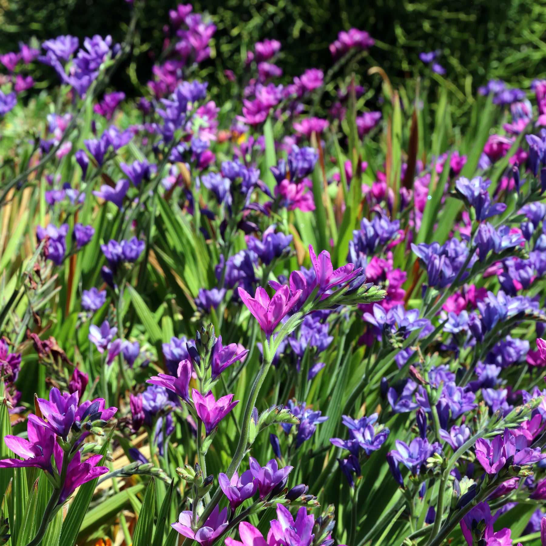 Pavianblume