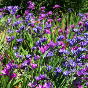 Pavianblume